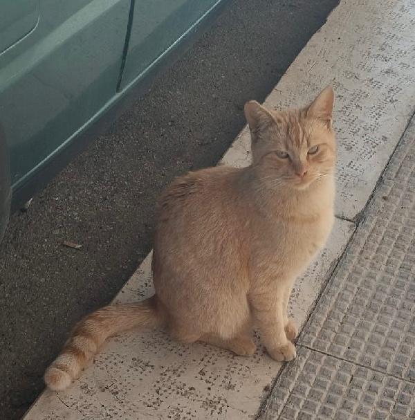 Brando cerca casa, ma non in affitto! Foto 3